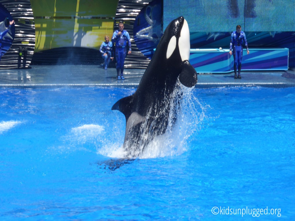 shamu1