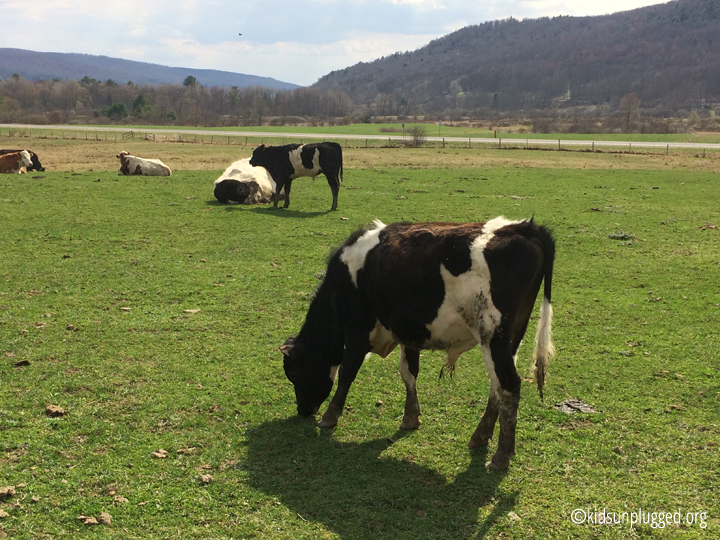 Cows Cooperstown Otesago County New York