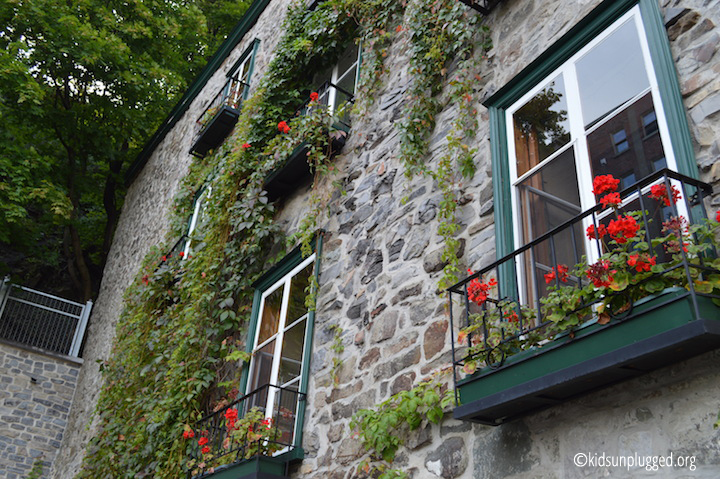 geraniums