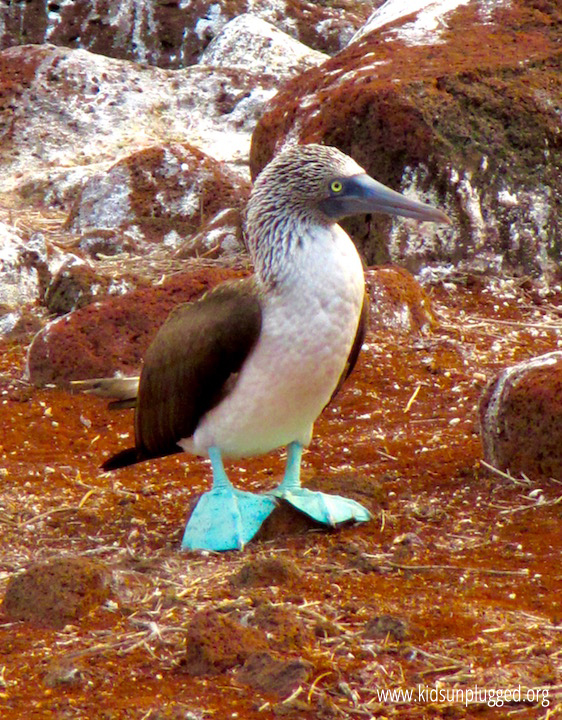 Blue footed boobies and frigate birds abound on the Galapagos Islands, a birders' paradise
