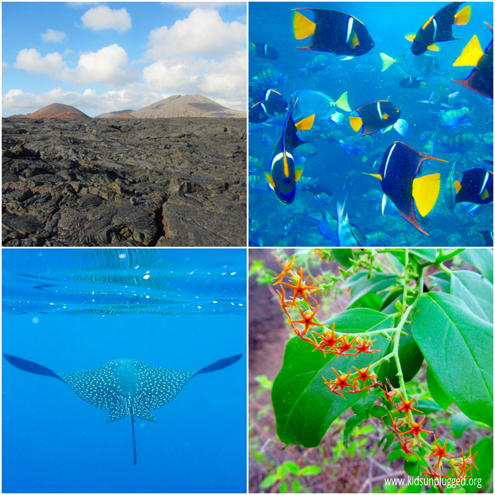 Flora, fauna, and sea life in abundance in the Galapagos Islands