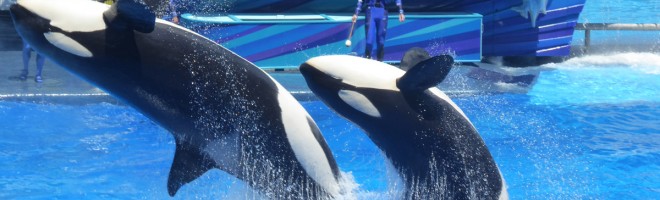 Confessions of a SeaWorld Skeptic – Visiting SeaWorld in the Midst of the Blackfish Controversy